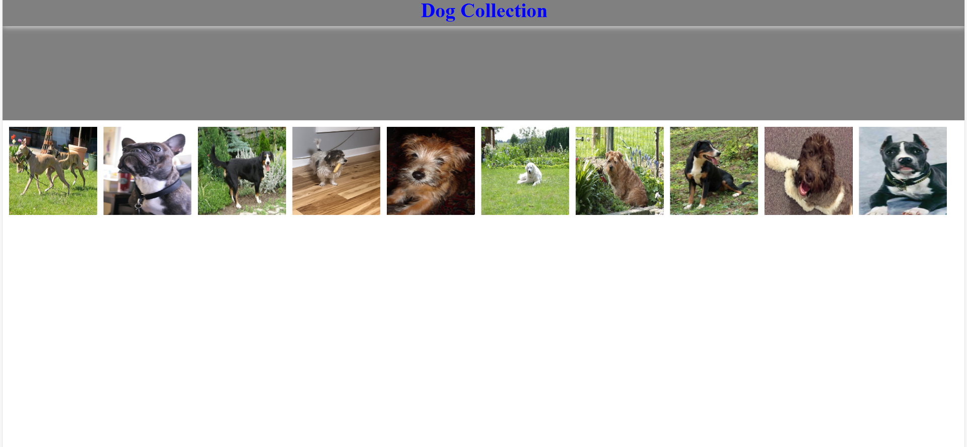 Random Dog Images